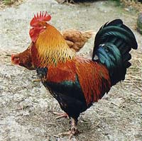 Cockrel